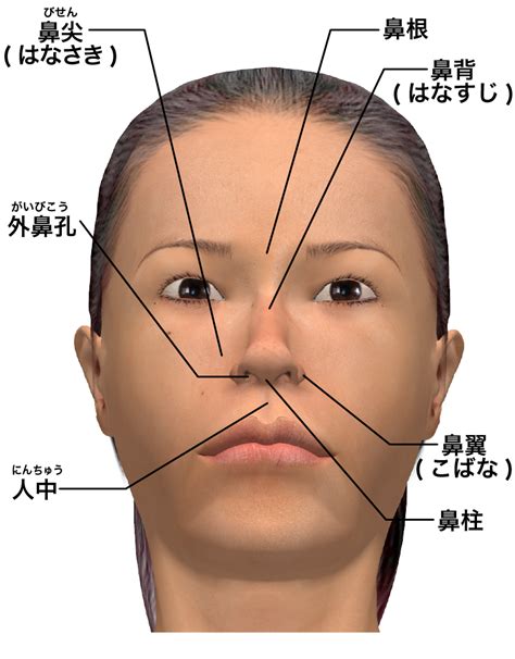 鼻根位置
